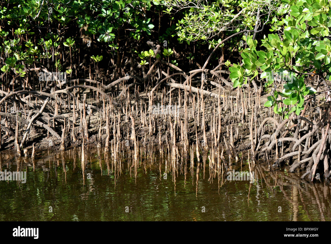 Mangrove swamp with roots showing through the mud on the West Coast of