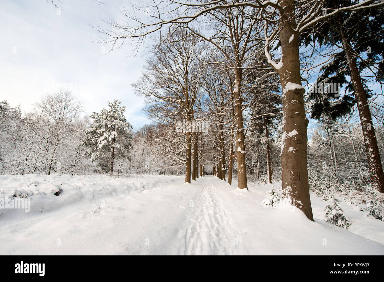 Snow in the forest Stock Photo Alamy