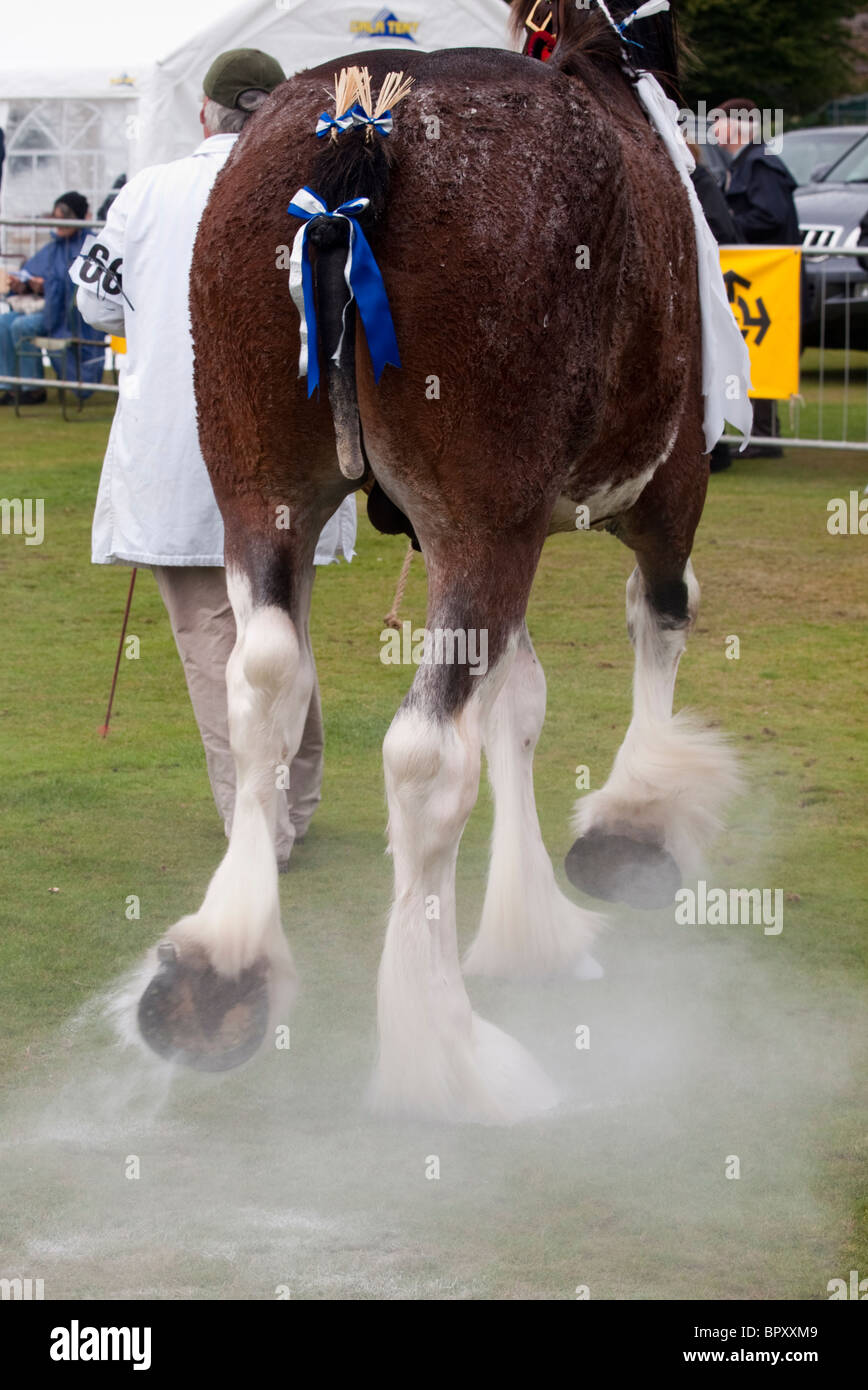 Clydesdale Horse being led out to show Stock Photo Alamy