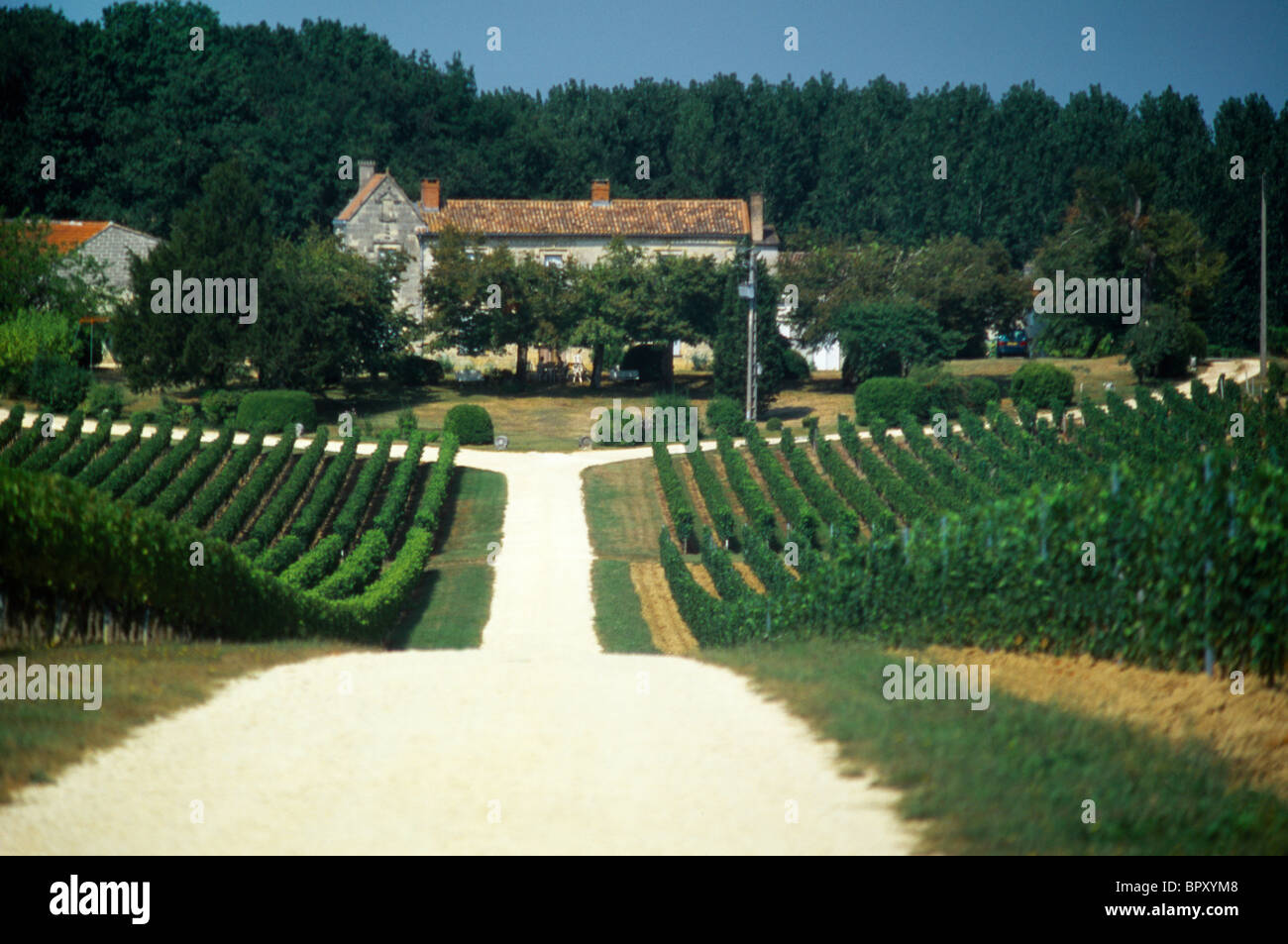 St Emilion France Montague St Emilion Chateau Corbin Vineyard Stock