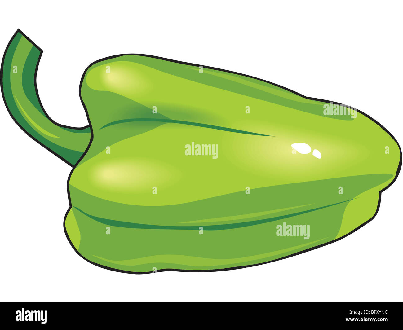 Drawing of a green bell pepper Stock Photo Alamy