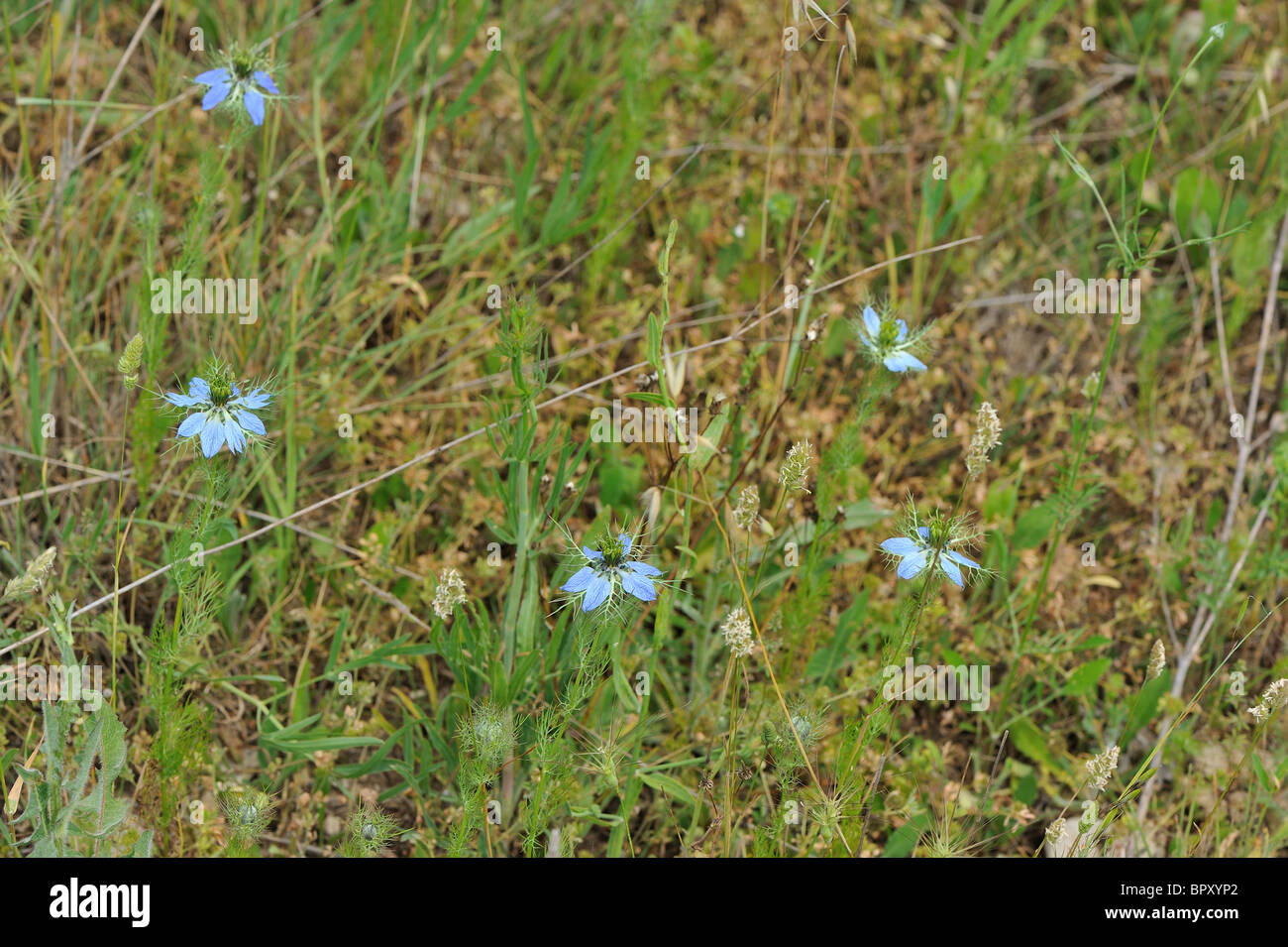 Loveinamist Mulberry Rose DevilinaBush (Nigella damascena