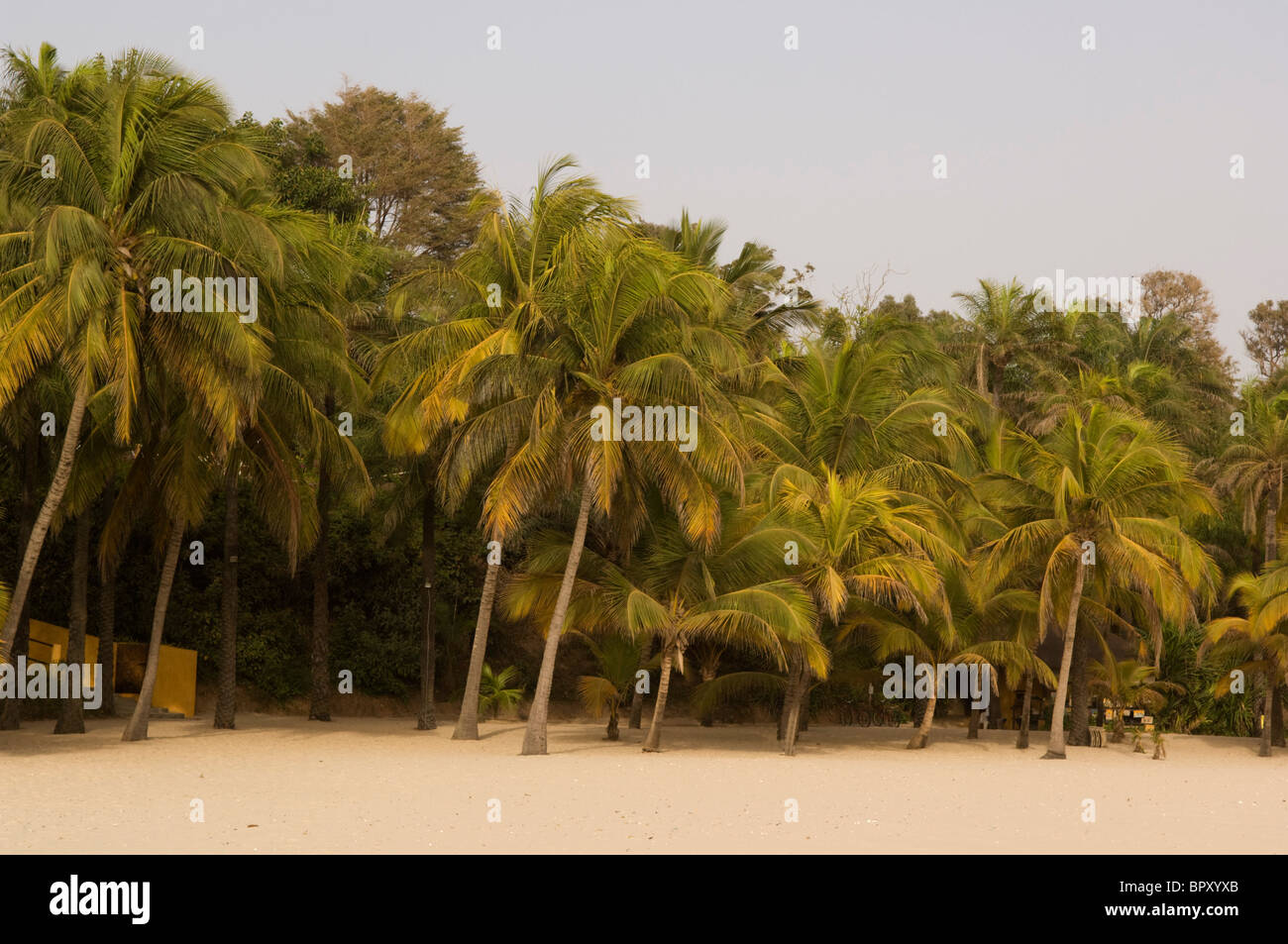 Palm-lined beach, Cap Skiring, Casamance, Senegal Stock Photo