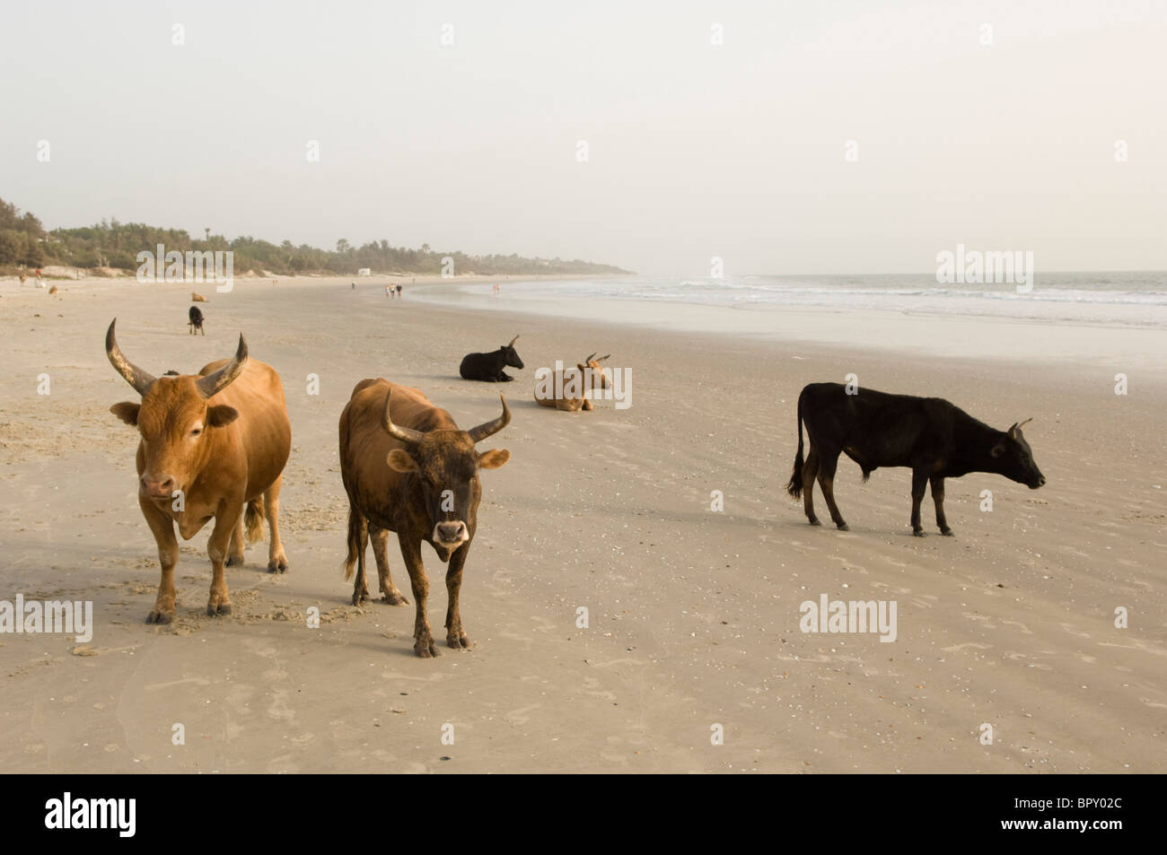 Cows on the beach, Cap Skiring, Casamance, Senegal Stock Photo