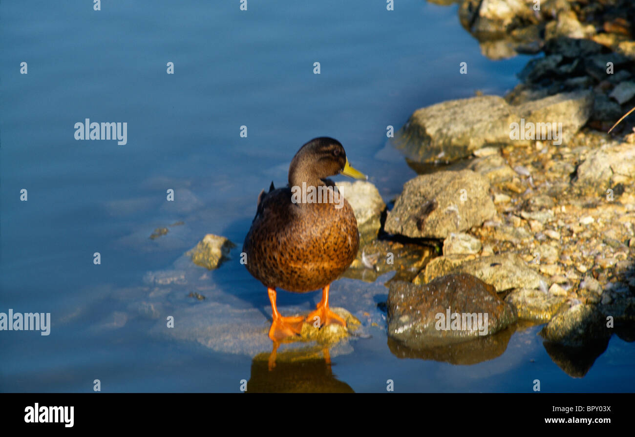 Le Teich France Parc Ornithologique Du Teich Nature Reserve Duck