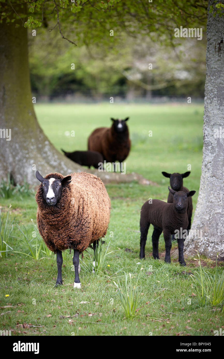 Balwen Welsh mountain sheep Stock Photo