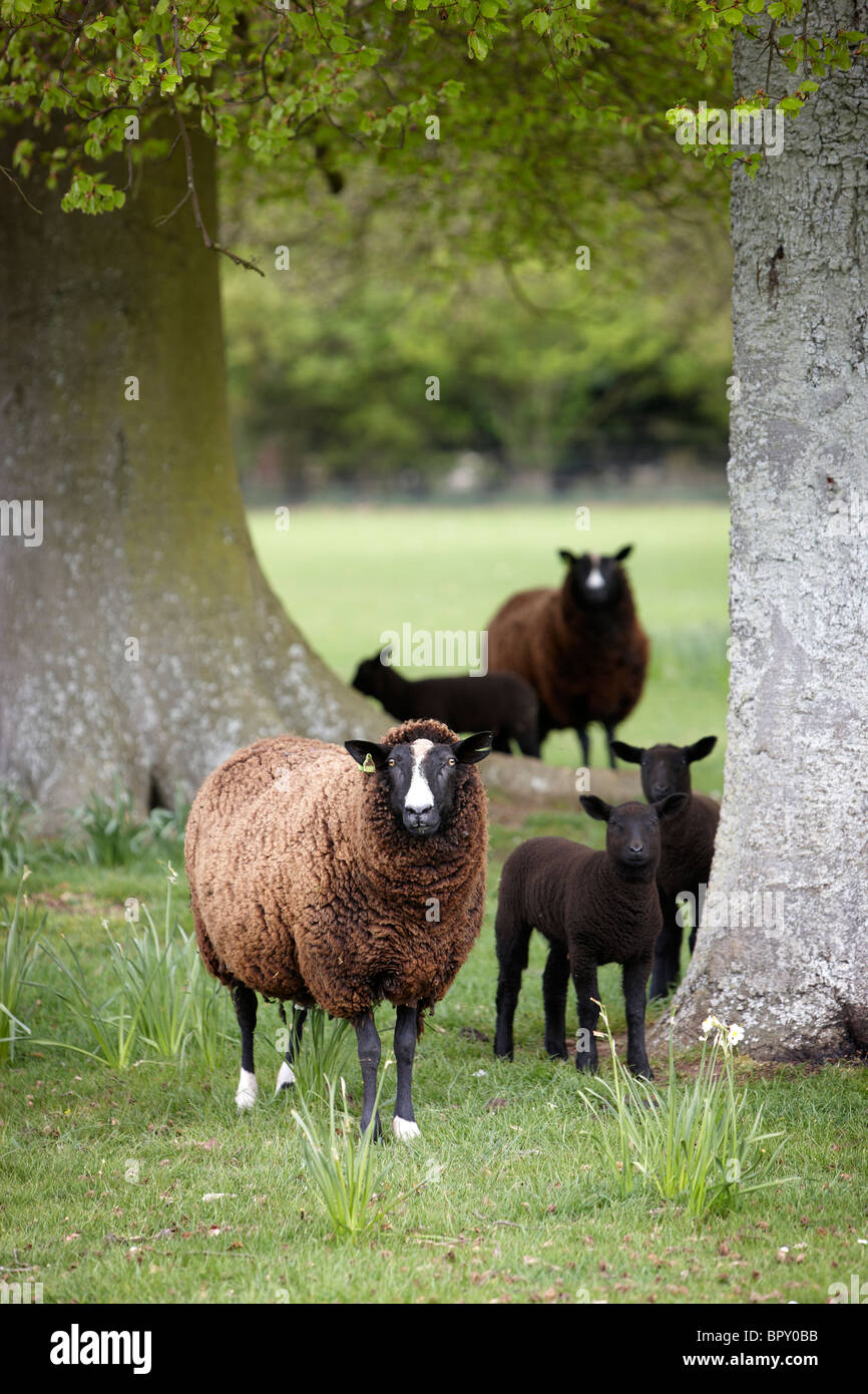 Balwen Welsh mountain sheep Stock Photo