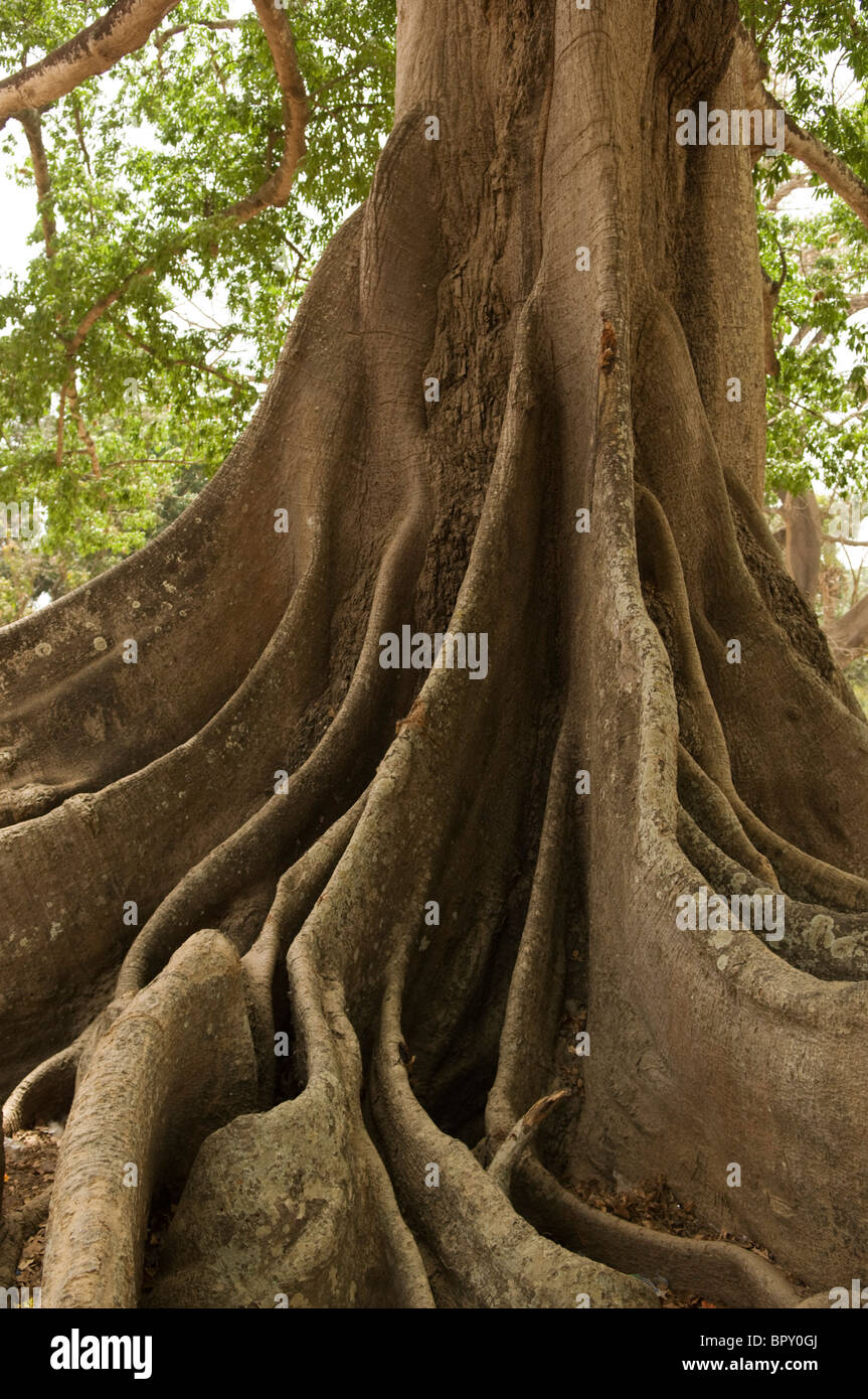 Kapok tree or Fromager (Ceiba pentandra var. guineensis), M'Lomp, Casamance, Senegal Stock Photo