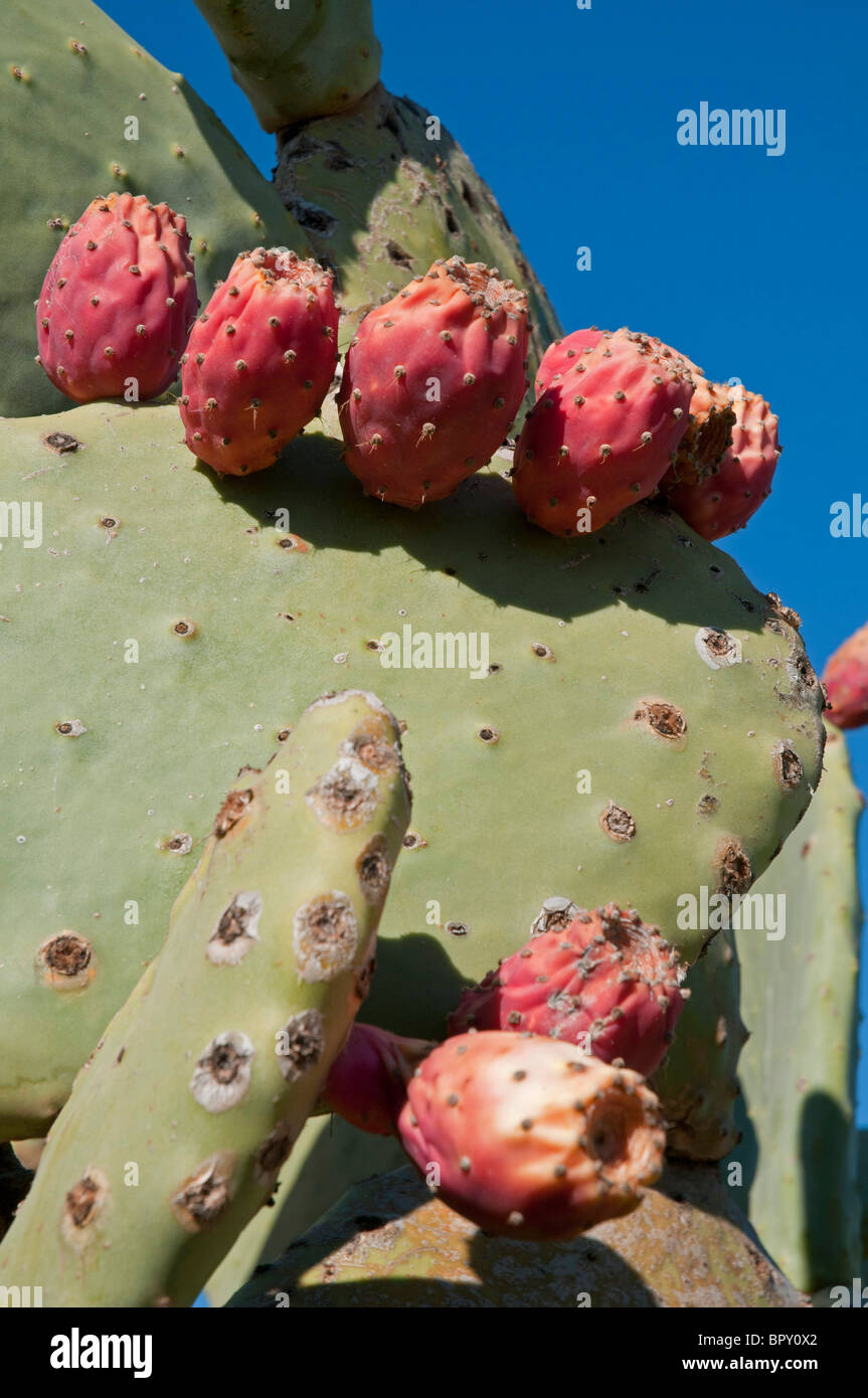 Prickly pear cactus, opuntia Stock Photo