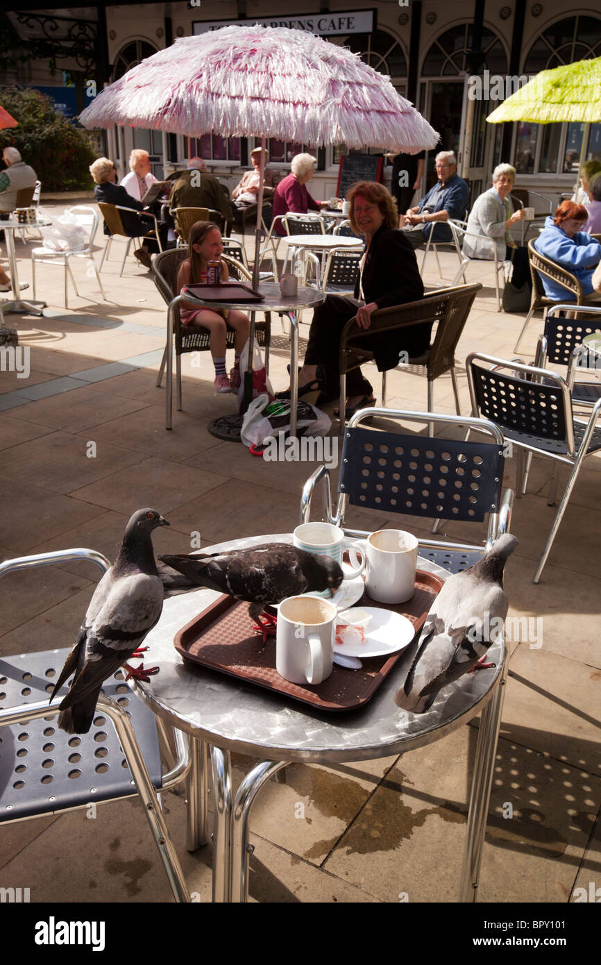 UK, England, Merseyside, Southport, Lord Street, Town Hall Square pigeons eating leftovers on pavement café table Stock Photo