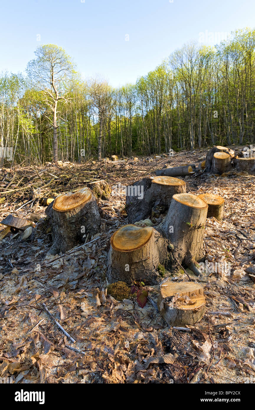 Forestry clearing cutting beech trees coppicing with signs of bluebells returning to meadow Stock Photo