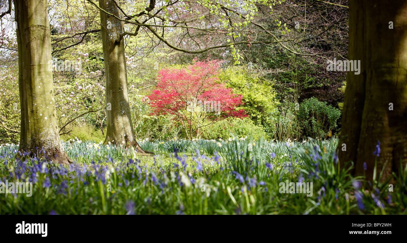 Acer palmatum spring garden england hi-res stock photography and images ...