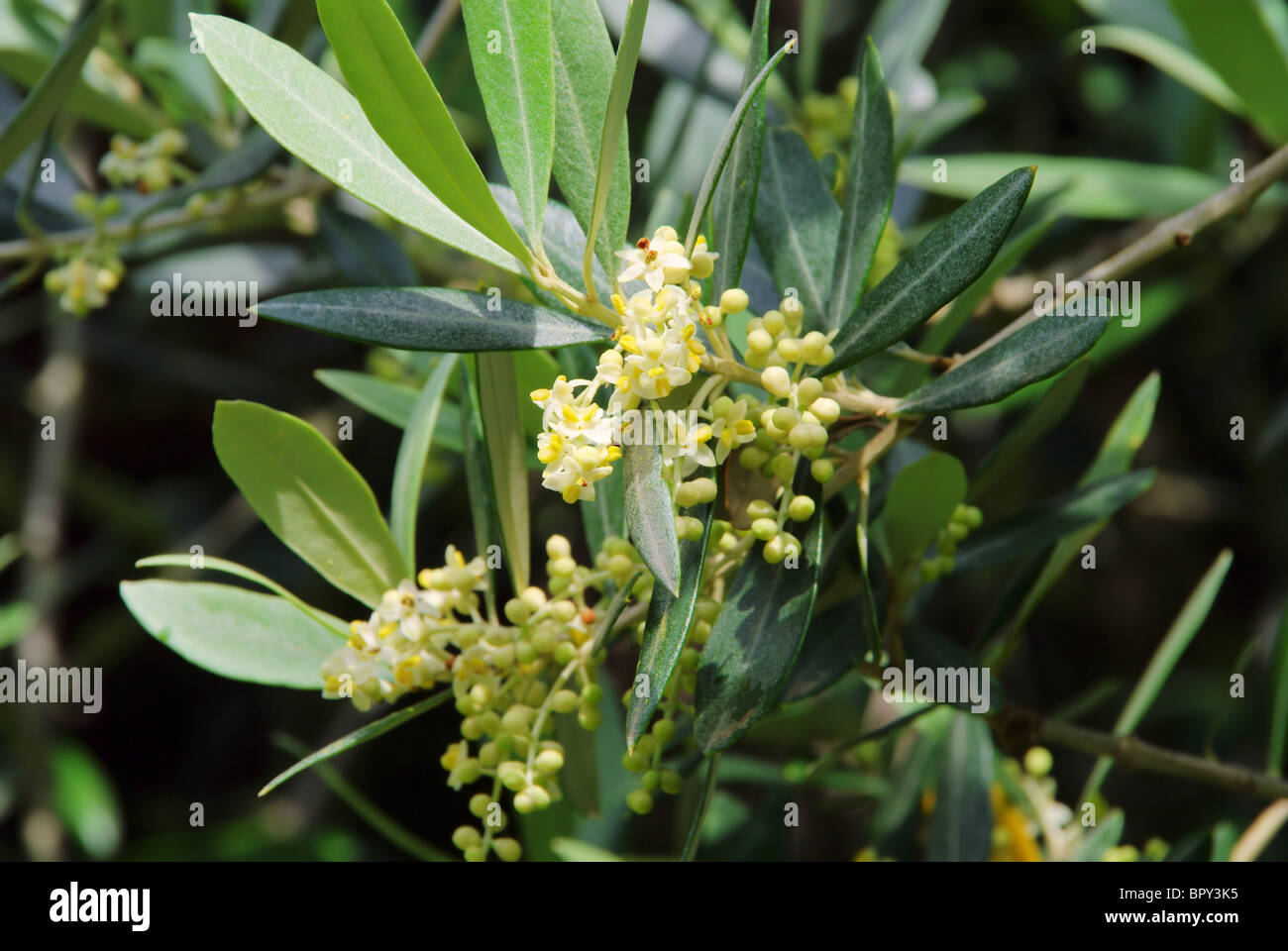 Olivenbaum Bluete - olive tree blossom 01 Stock Photo