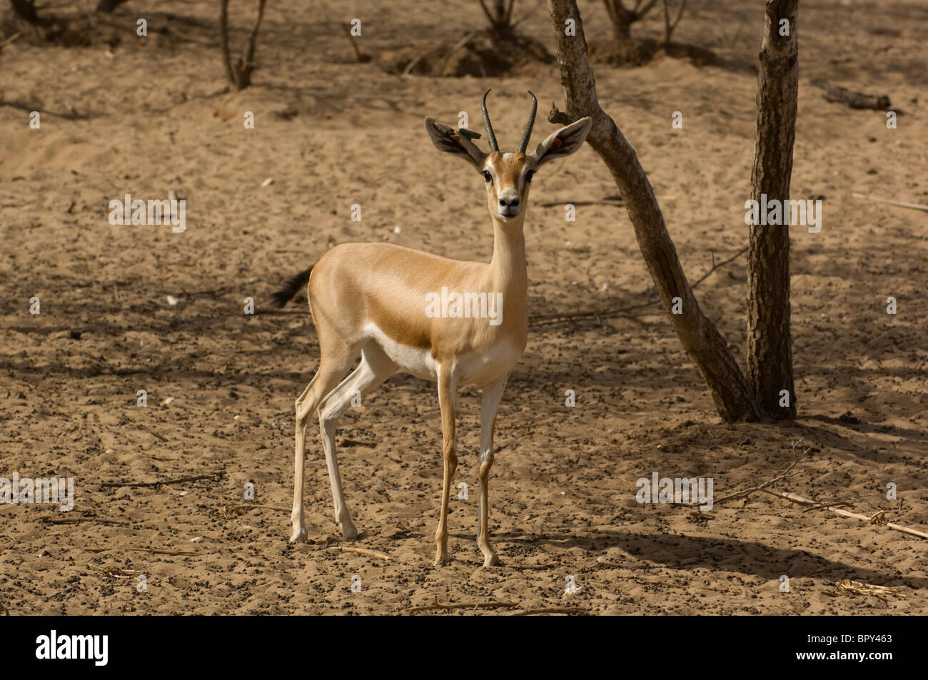 Dorcas gazelle (Gazella dorcas), Réserve de Faune de Guembeul , Senegal Stock Photo