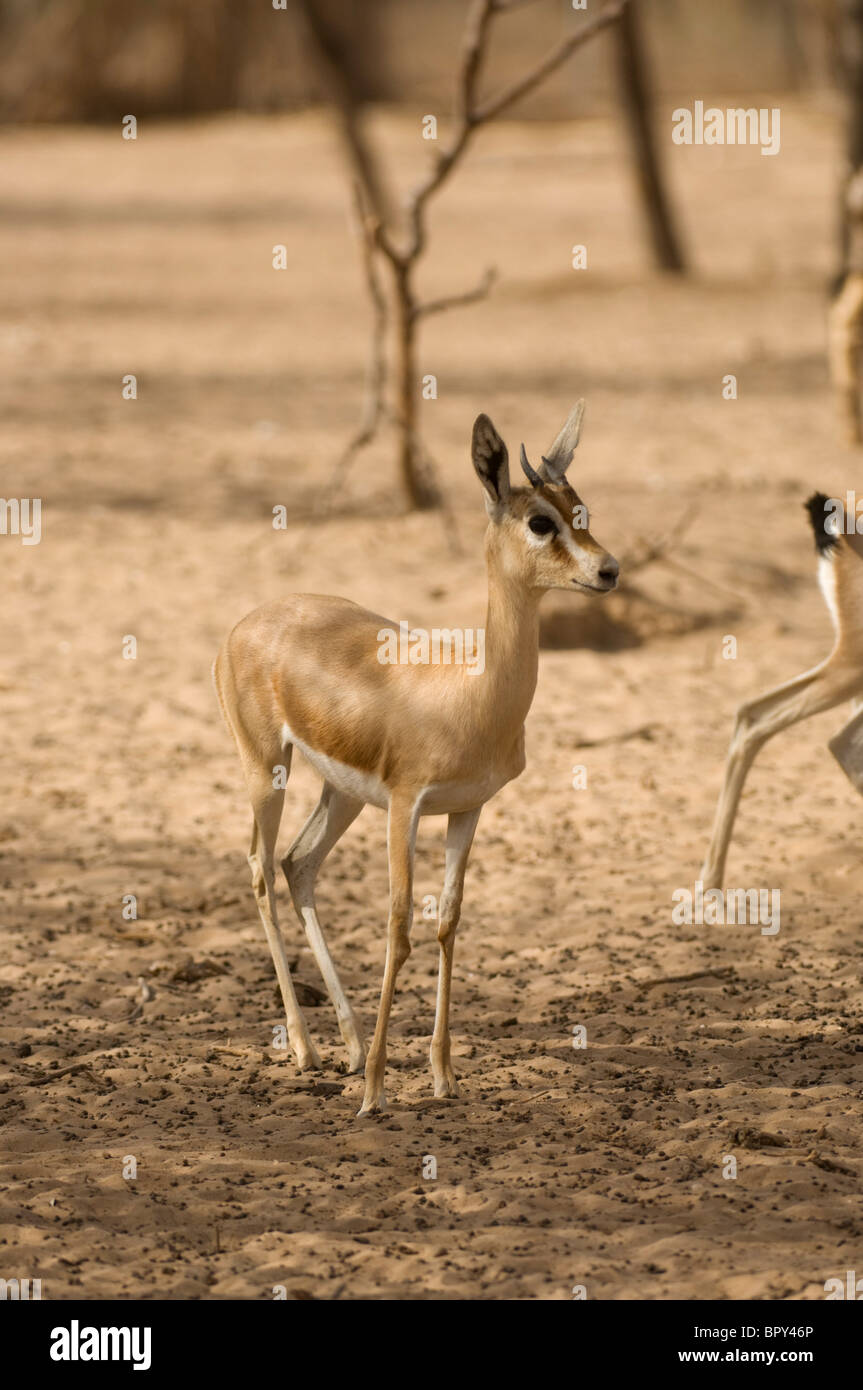 Dorcas gazelle (Gazella dorcas), Réserve de Faune de Guembeul , Senegal Stock Photo