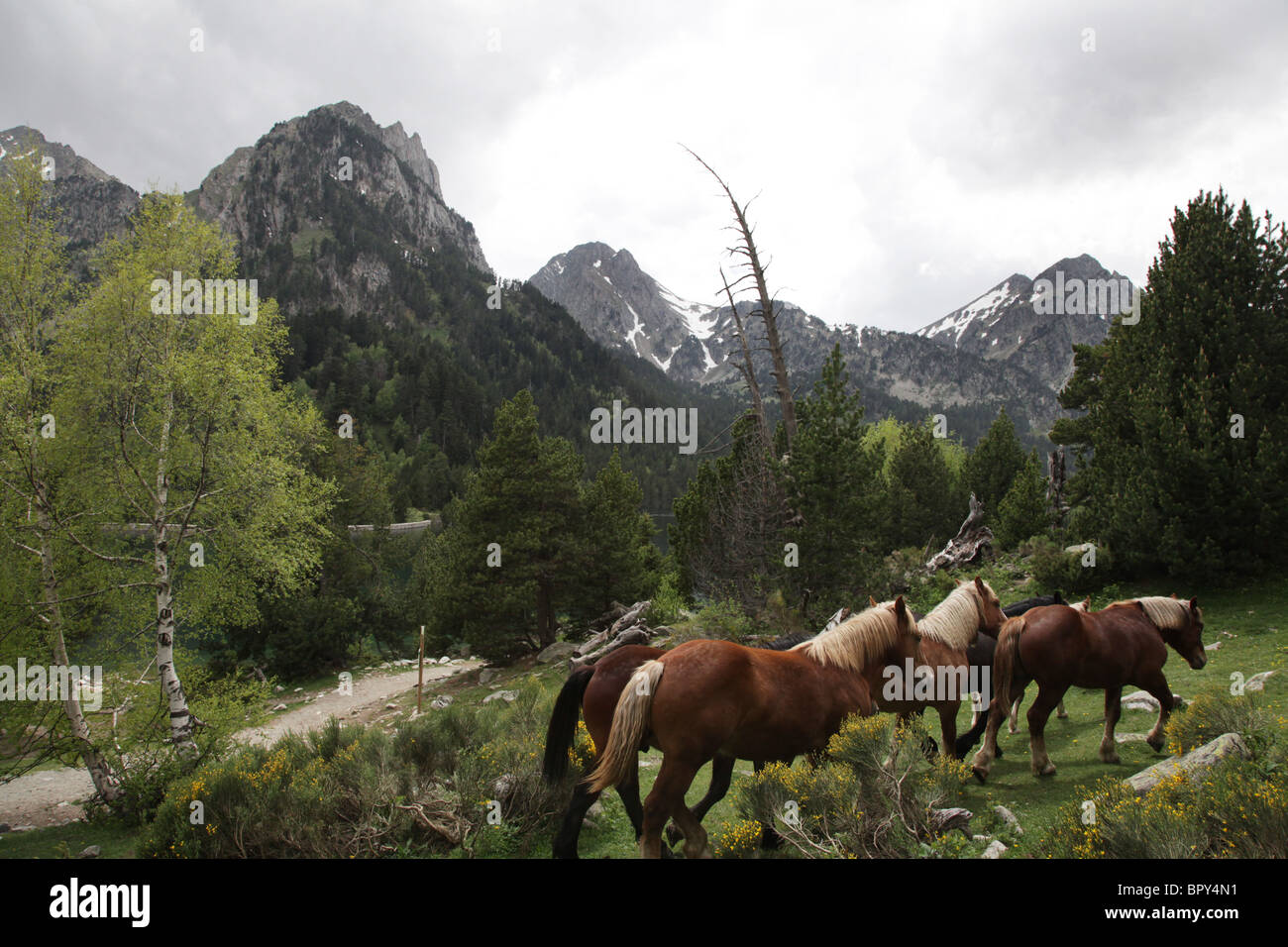 Wild mountain horses in subalpine forest near traverse track Sant Maurici National Park Pyrenees Spain Stock Photo