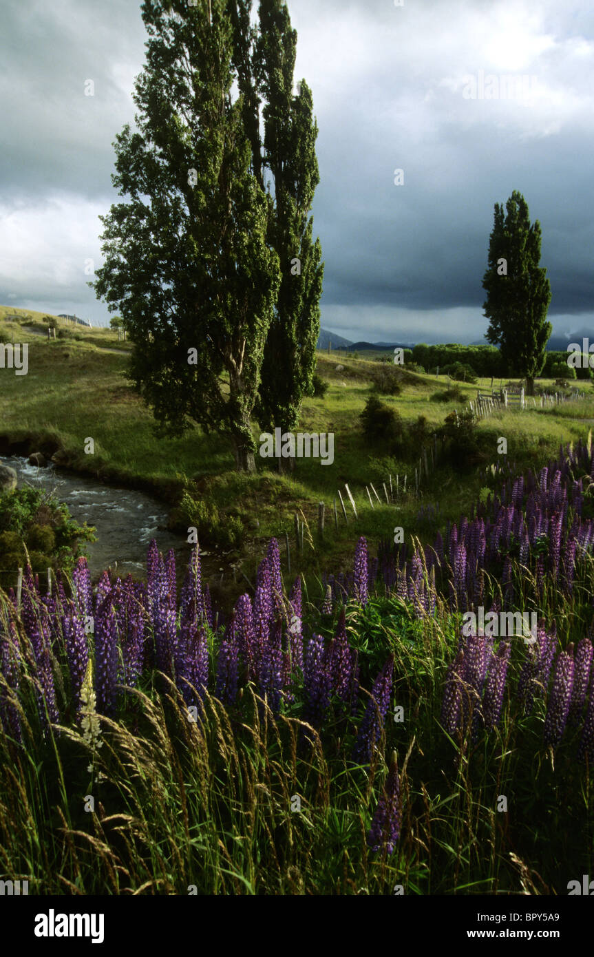 Lupine flowers, grass and poplar trees wave in the wind near Coyhaique, Southern Chile Stock Photo