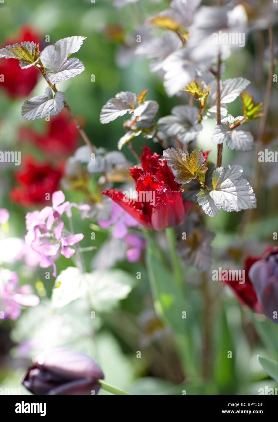 red tulips border spring drop focus dreamy Stock Photo