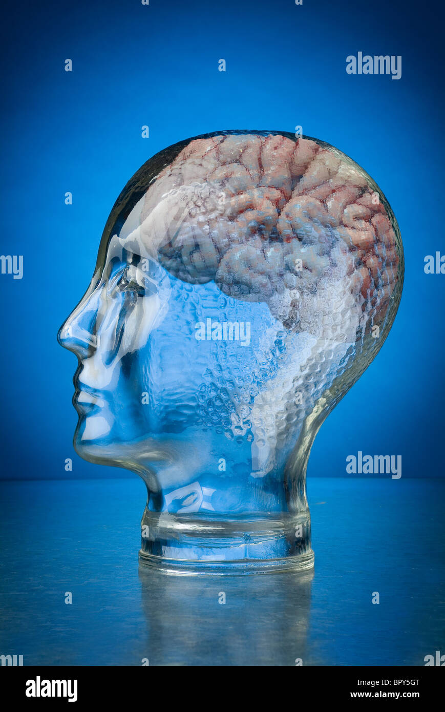 Glass head with visible brain Stock Photo