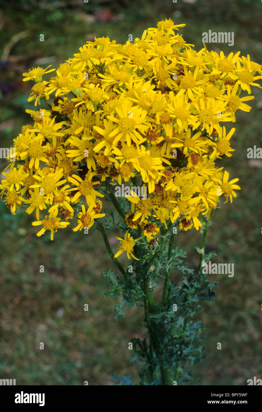 common-ragwort-senecio-jacobaea-yellow-flower-flowers-poisonous-plant