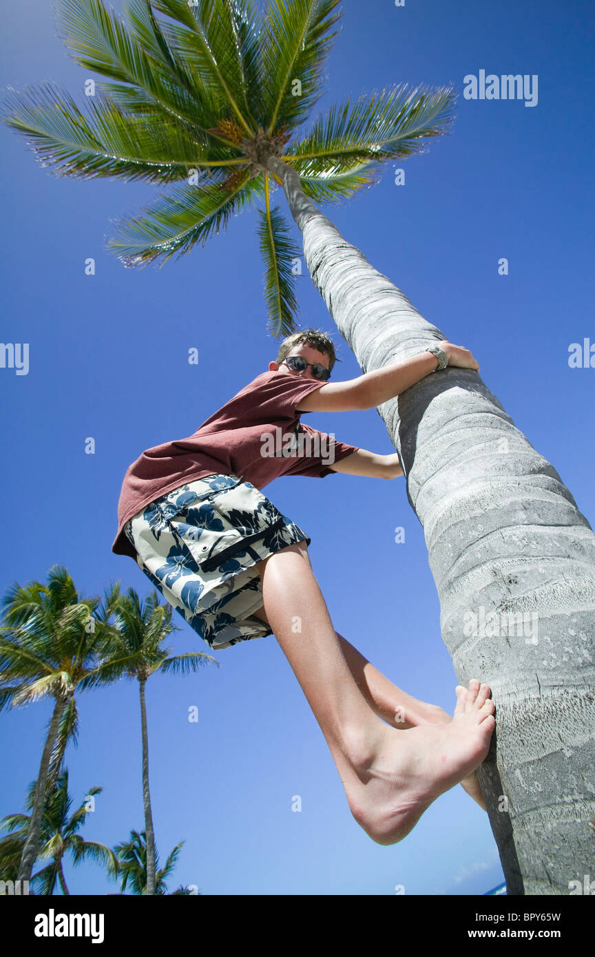 A boy with sunglasses climbs a coconut palm. Stock Photo