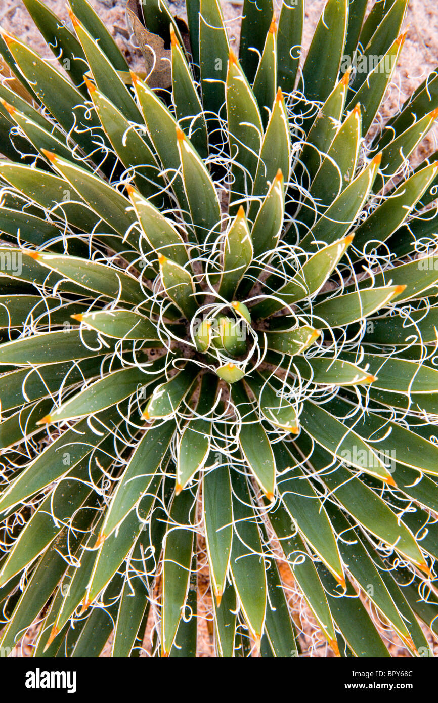 Moab utah cactus hires stock photography and images Alamy