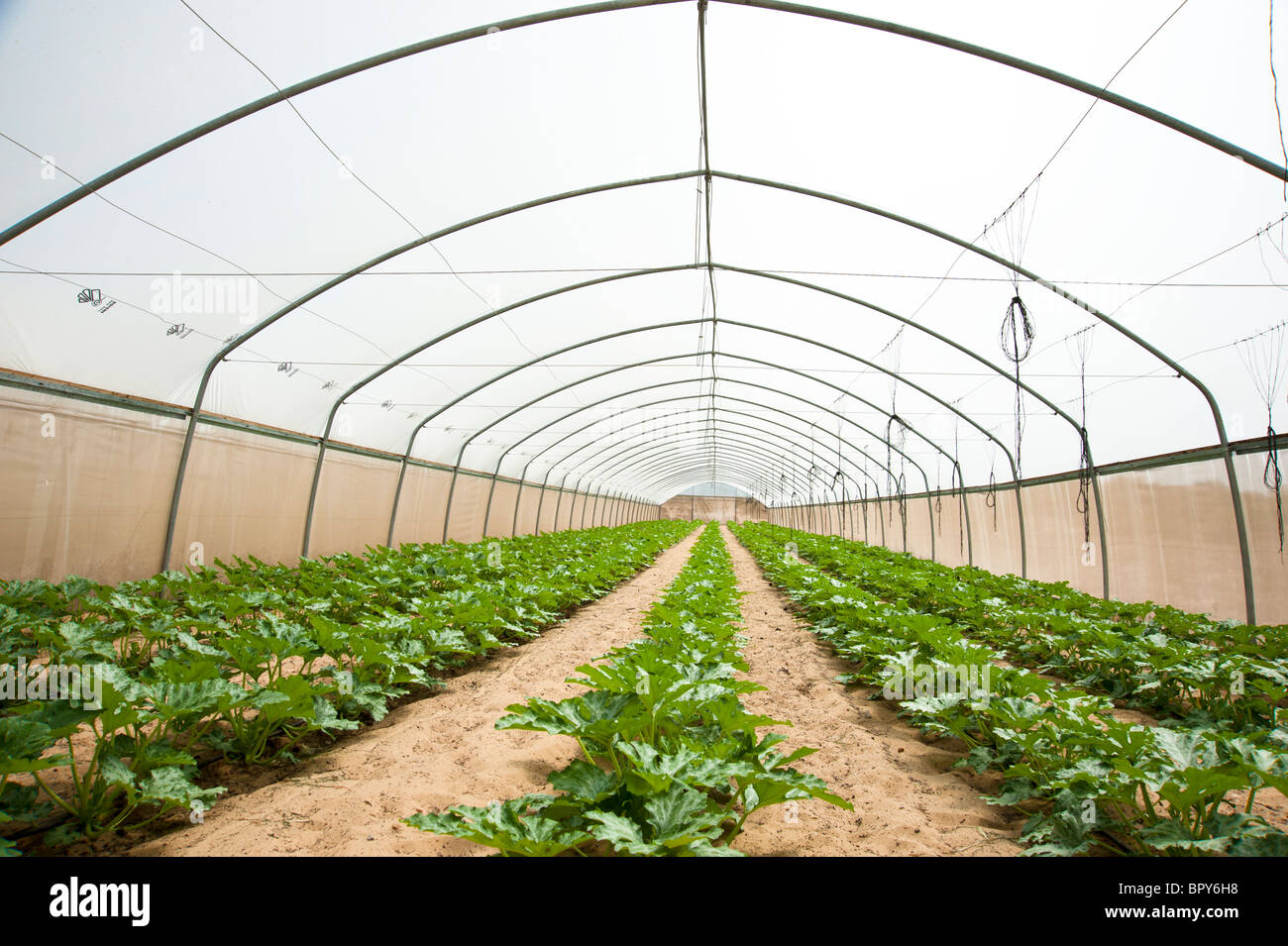 Israel, Aravah Desert plants in a greenhouse Stock Photo Alamy