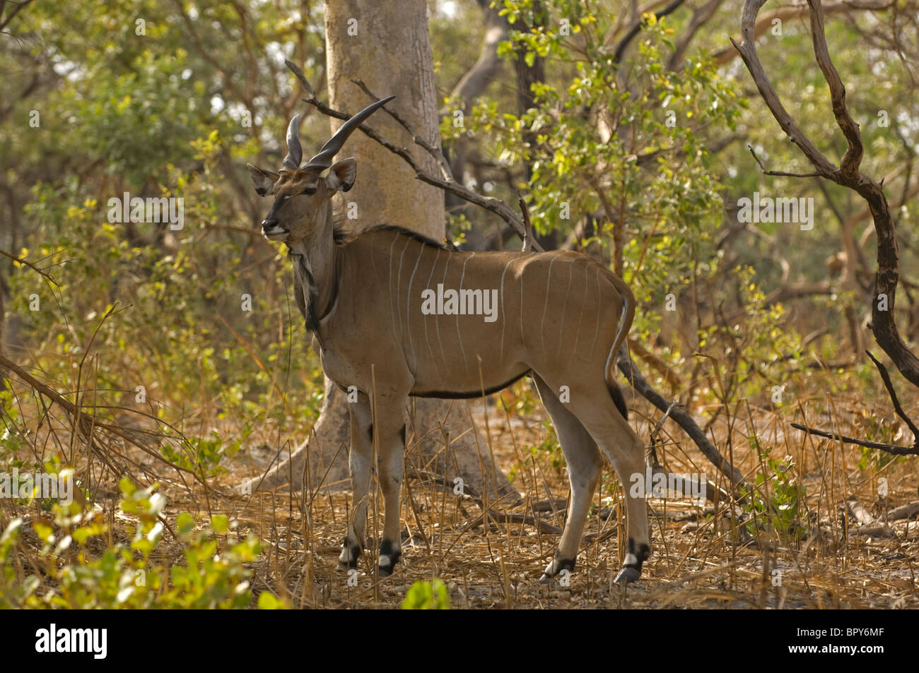 Derby s Eland Taurotragus Derbianus R serve De Fathala Senegal derby-s-eland-taurotragus-derbianus-r-serve-de-fathala-senegal