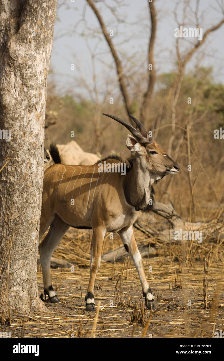 Derby s Eland Taurotragus Derbianus R serve De Fathala Senegal derby-s-eland-taurotragus-derbianus-r-serve-de-fathala-senegal