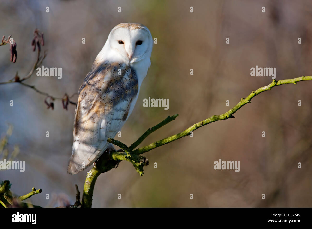 barn owl (Tyto alba) single adult perched in tree looking at camera, Norfolk, East Anglia, England, United Kingdom, Europe Stock Photo