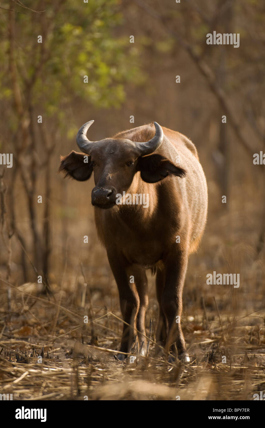 African forest buffalo hi-res stock photography and images - Alamy