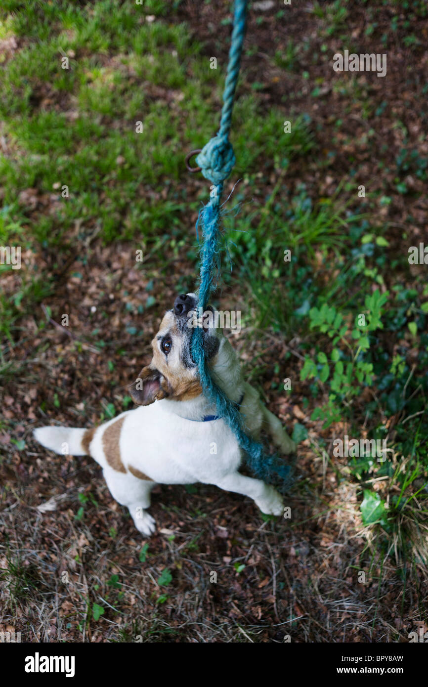 A pet Terrier dog plays harmlessly at biting frayed rope in a home garden. Stock Photo