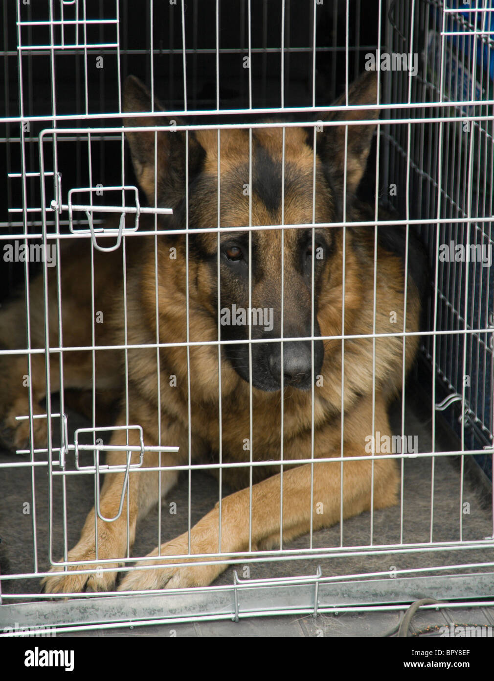 German shepherd sitting in a car cage Stock Photo Alamy