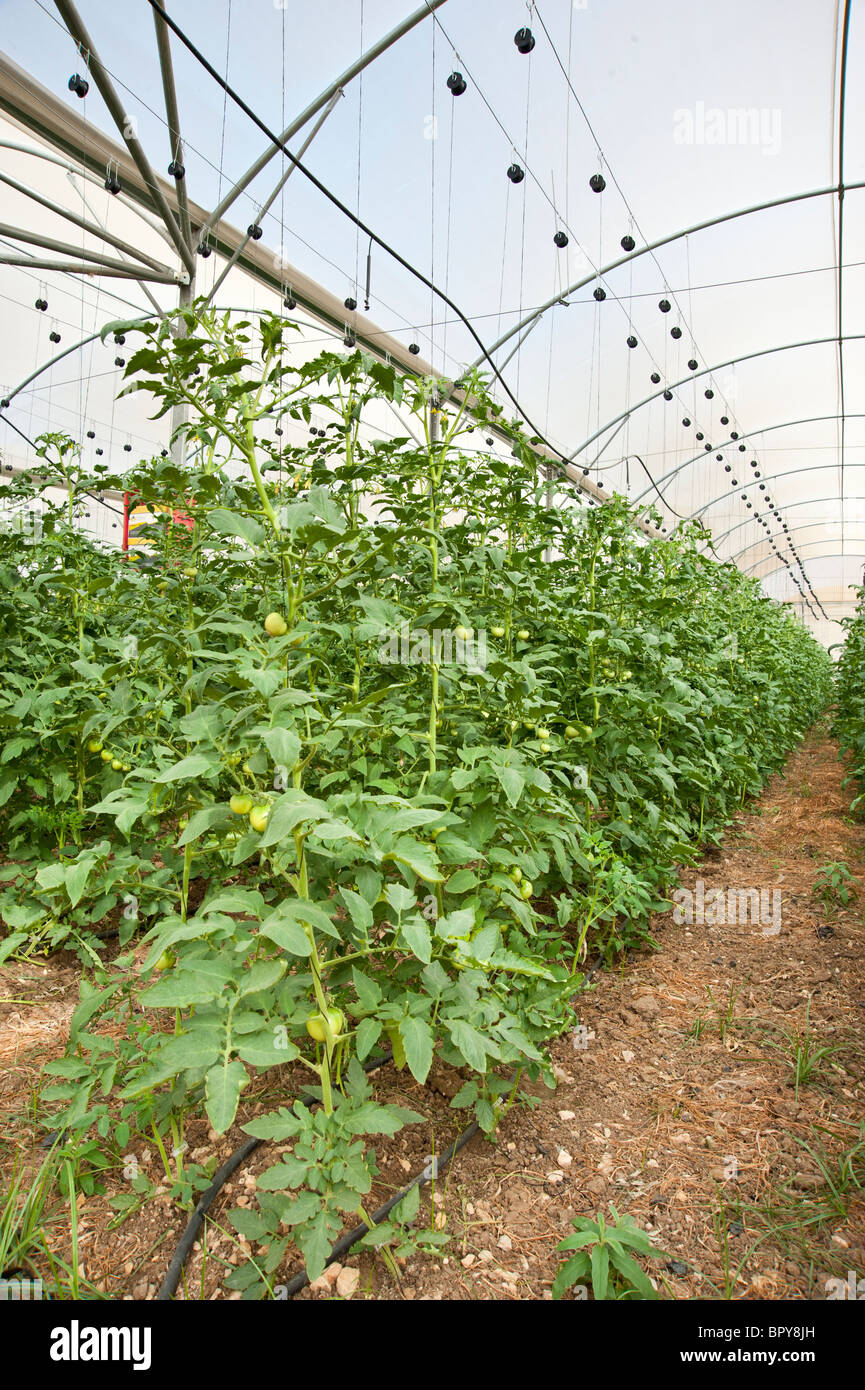 Israel, Aravah Desert Tomatoes in a greenhouse. tomato (Solanum