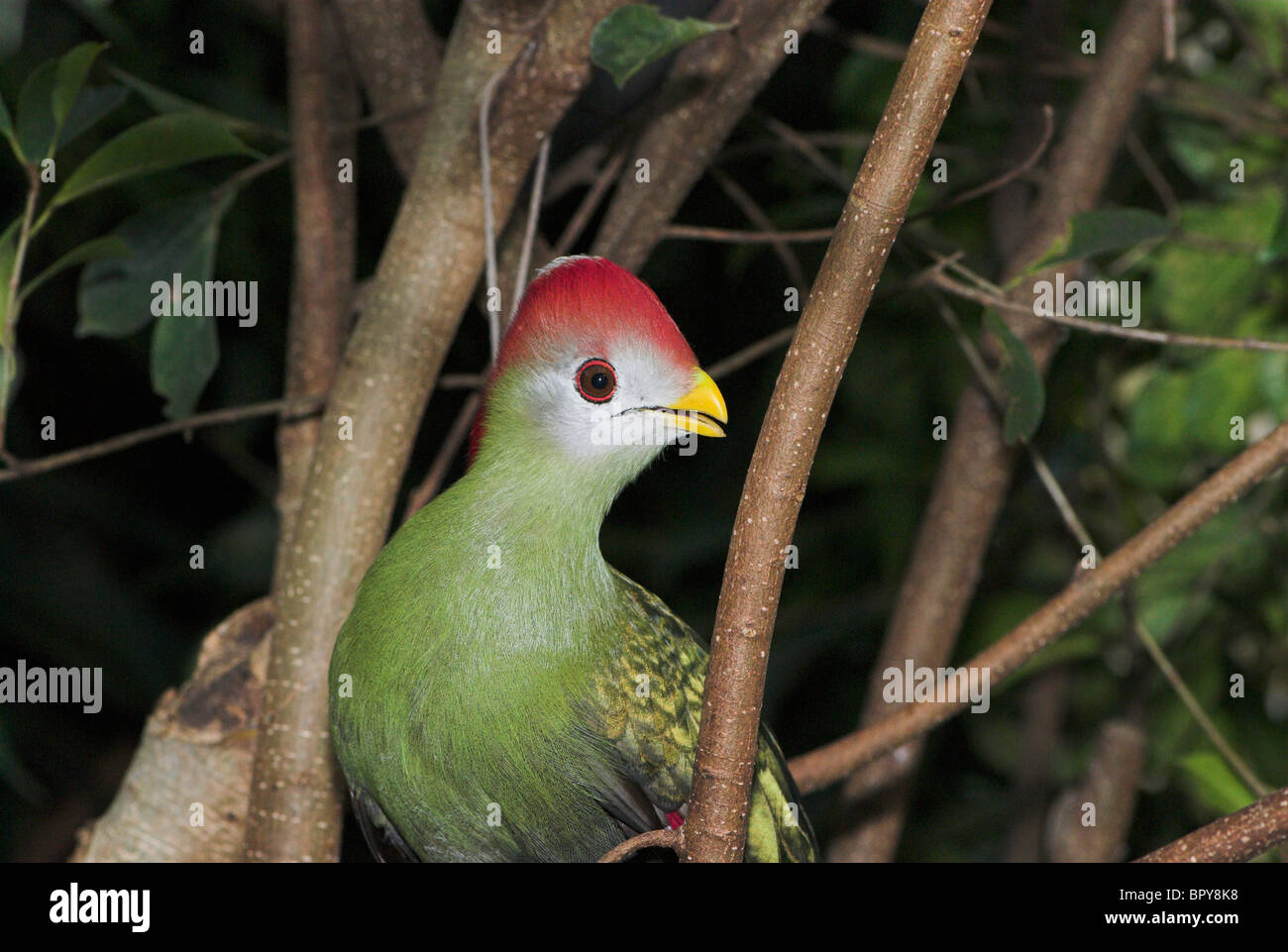 A Red Crested Turaco (Tauraco erythrolophus). Stock Photo
