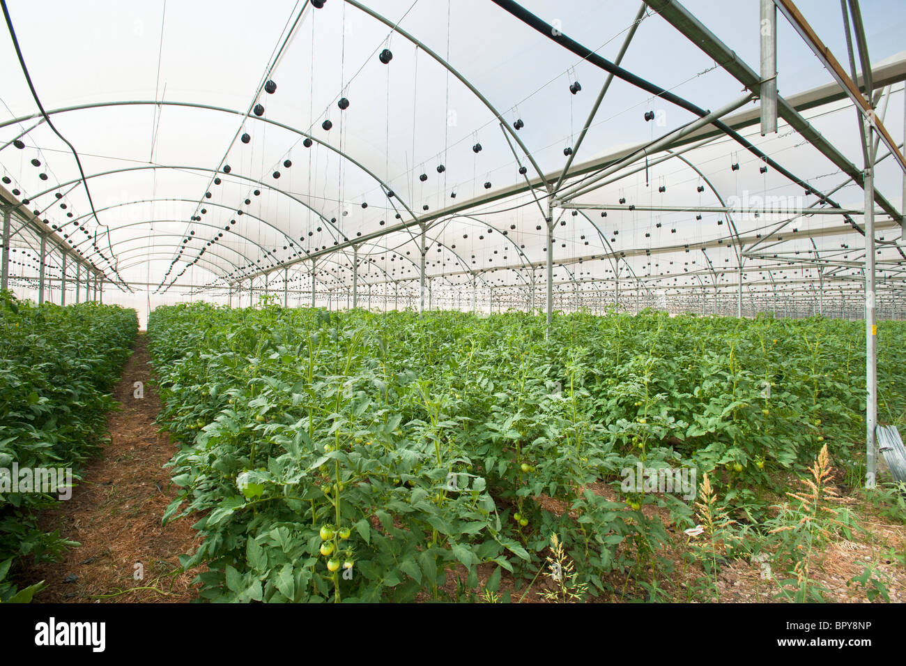 Israel, Aravah Desert Tomatoes in a greenhouse. tomato (Solanum