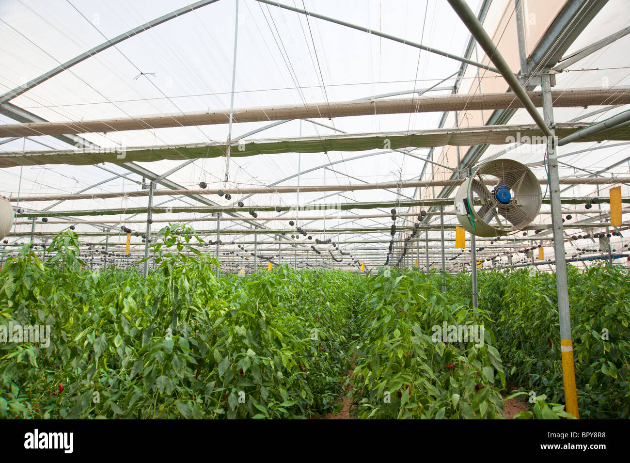 Israel, Aravah Desert Tomatoes in a greenhouse. tomato (Solanum lycopersicum) crop growing in a greenhouse. Stock Photo