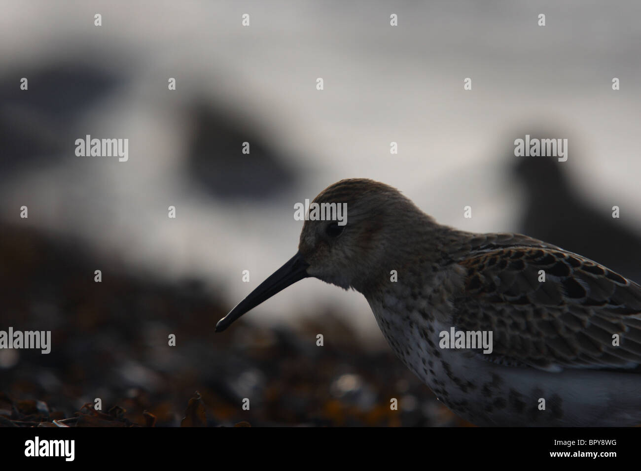 A portray of dunlin Stock Photo