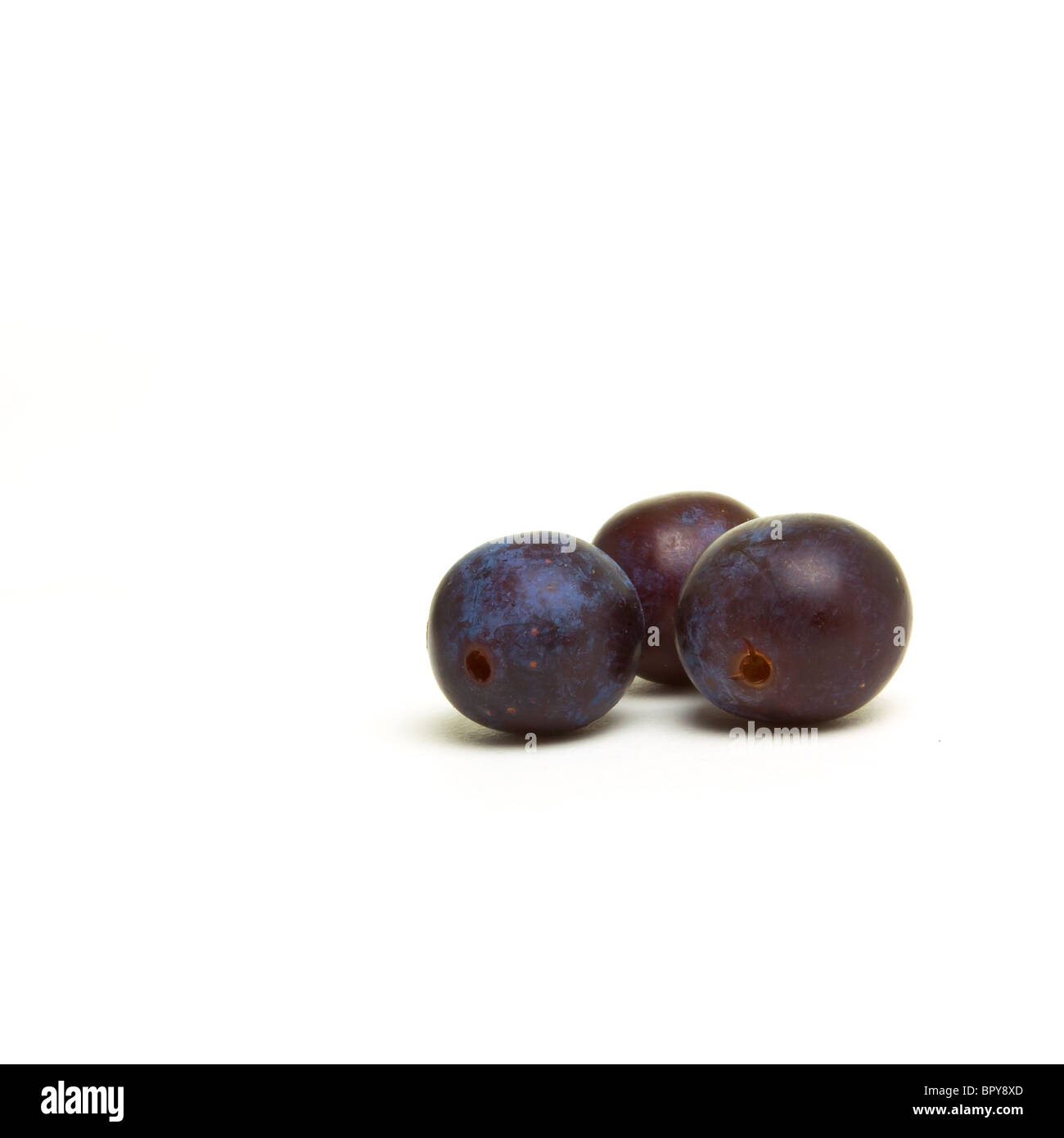 Wild Hedgerow Sloes from low perspective isolated against white. Stock Photo