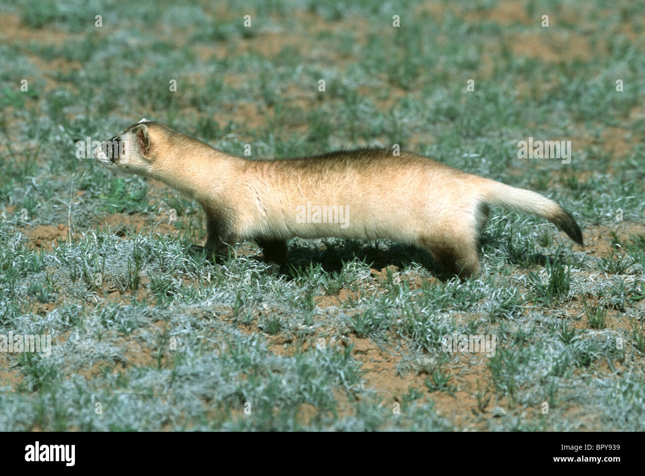 Black-footed Ferret  ENDANGERED SPECIES Stock Photo