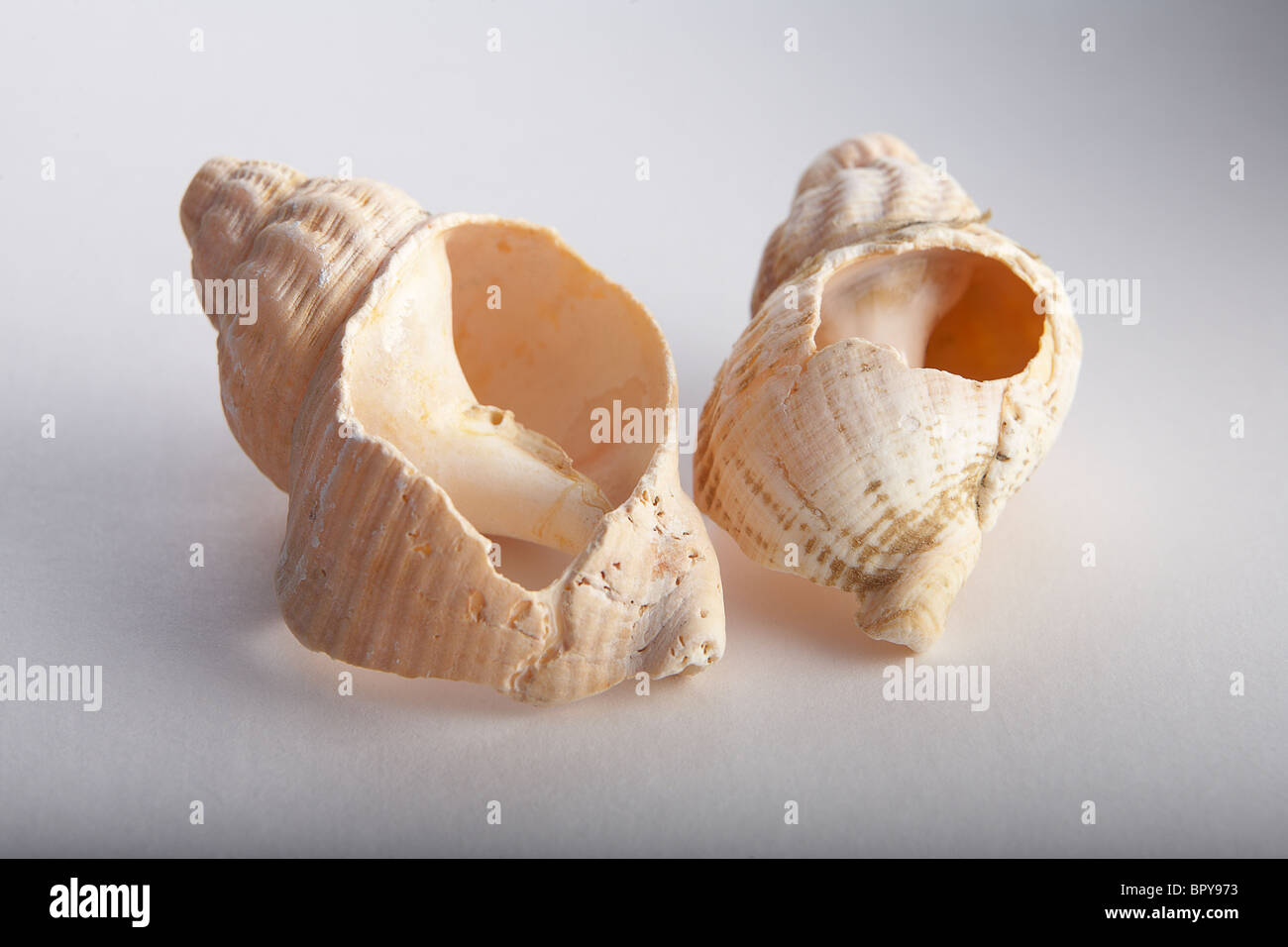 Sea shells Stock Photo