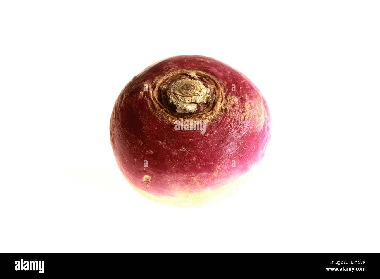 Fresh Healthy Raw Uncooked Turnips Against A White Background With A Clipping Path And No People Stock Photo