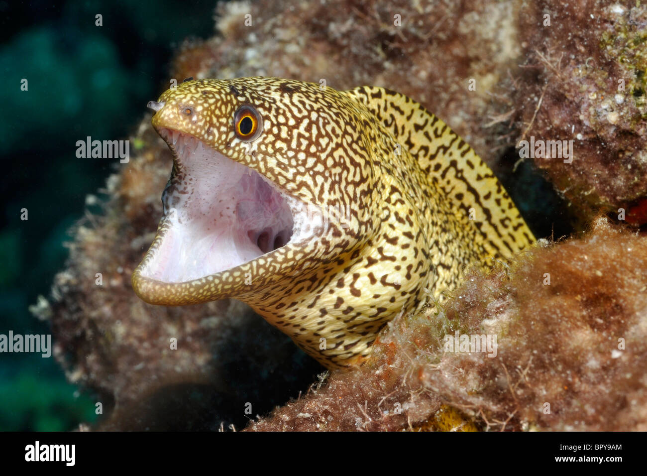 Goldentail moray ( Gymnothorax miliaris), Bonaire. Stock Photo