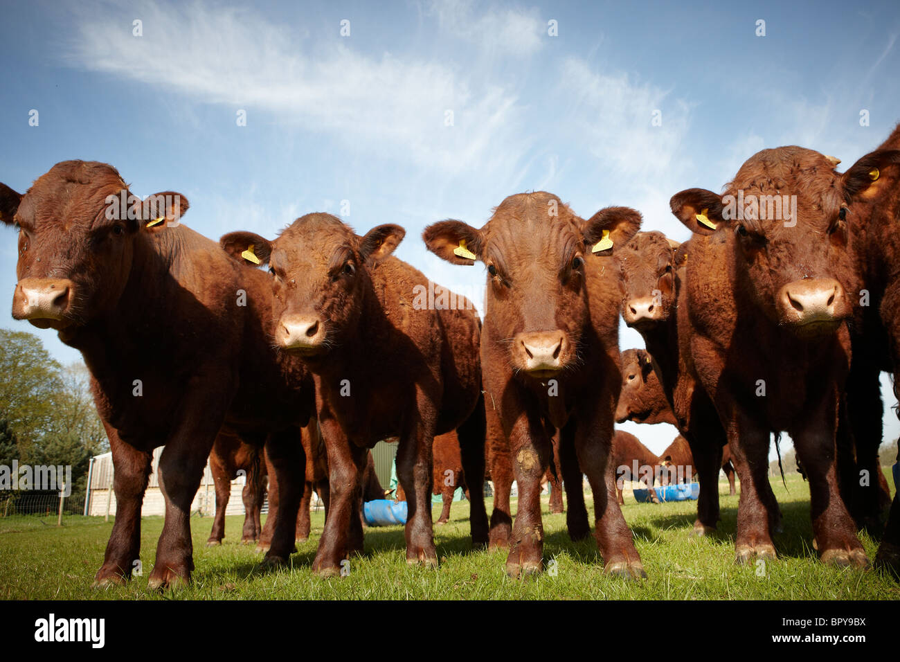 calves young cattle Stock Photo Alamy