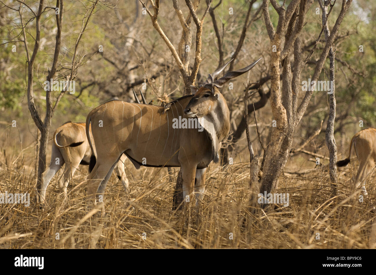 Derby s Eland Taurotragus Derbianus R serve De Fathala Senegal derby-s-eland-taurotragus-derbianus-r-serve-de-fathala-senegal