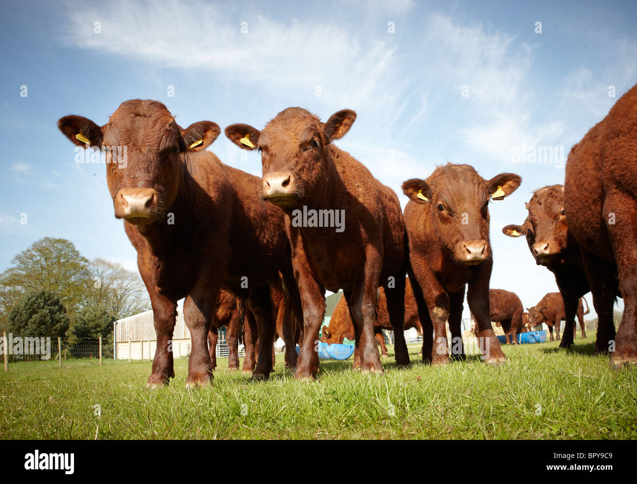 calves young cattle Stock Photo