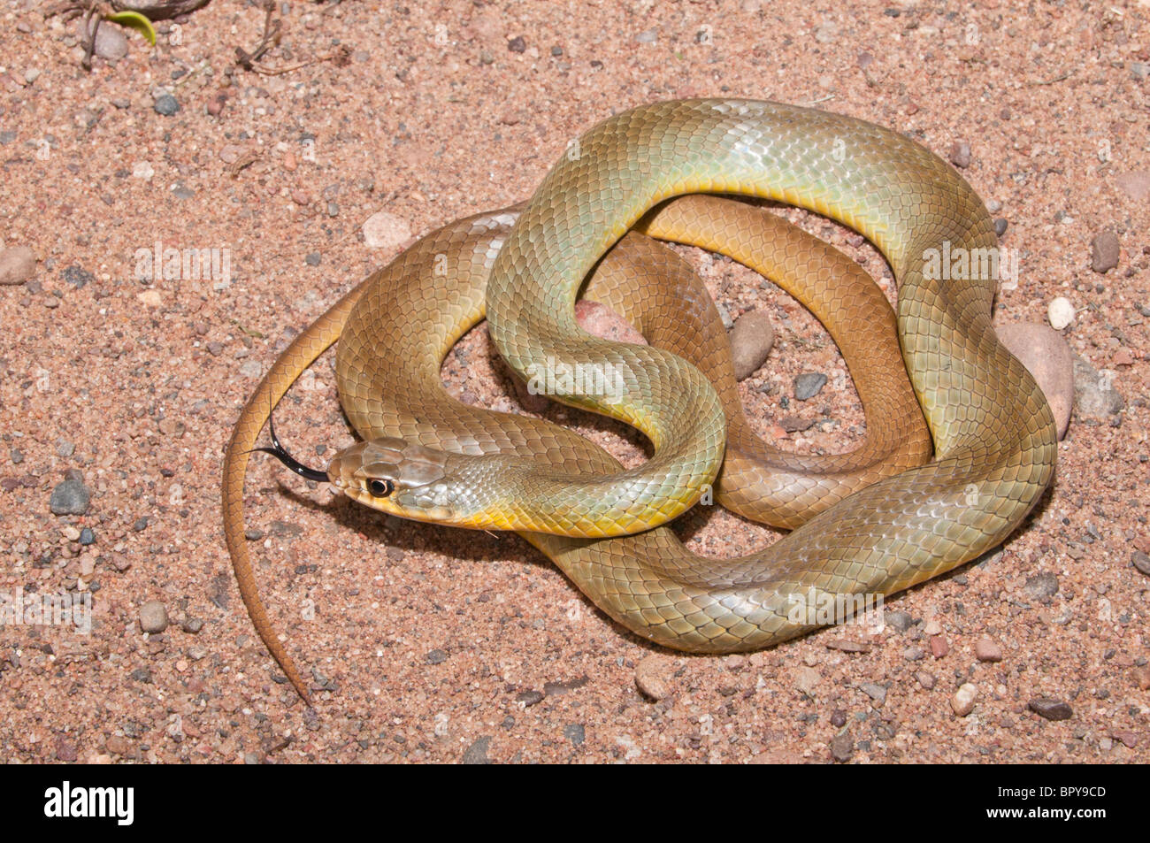 Western Yellow-bellied Racer, Coluber Constrictor Mormon, Native To USA ...