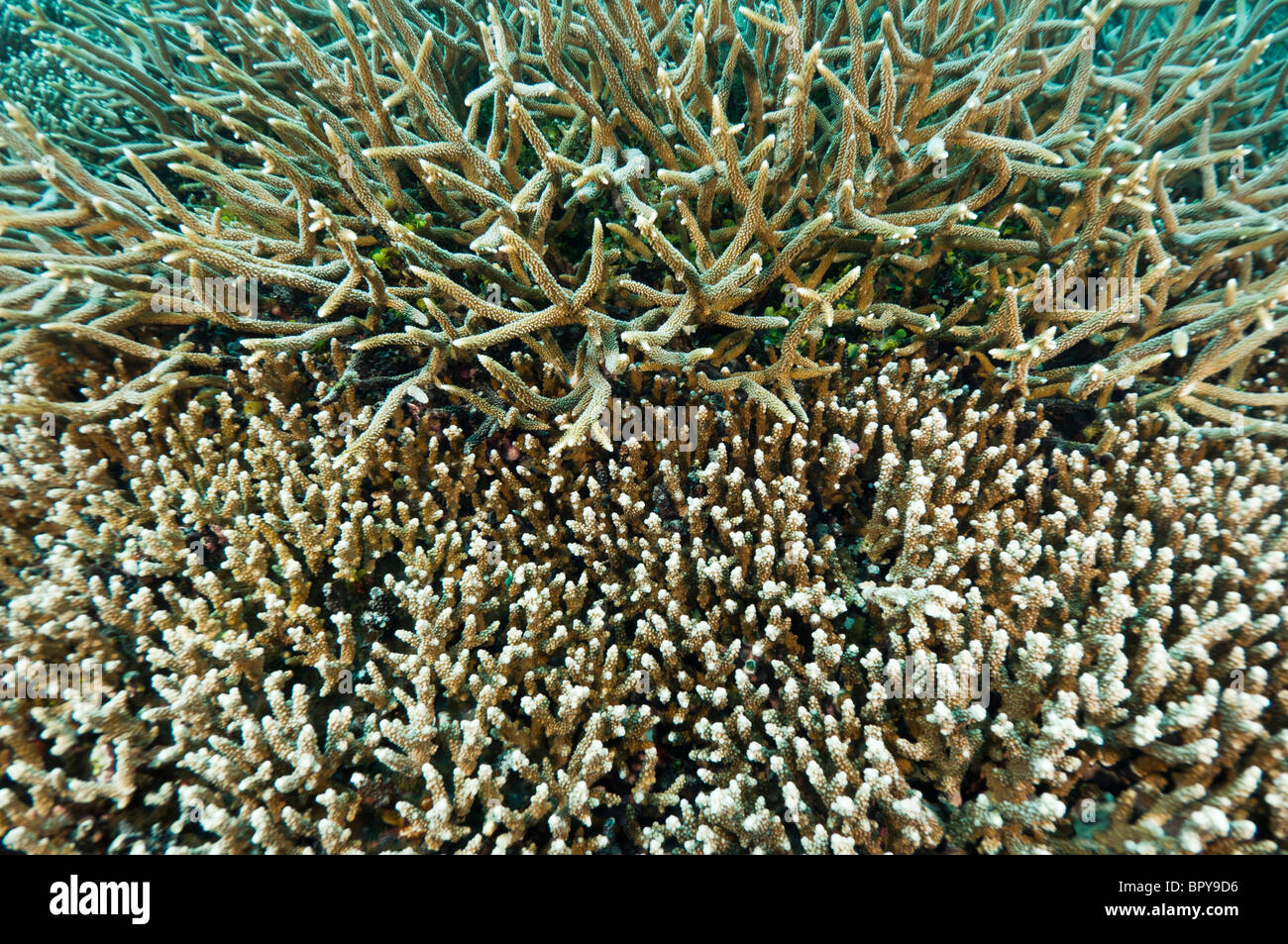 Healthy hard corals, Yapen, West Papua, Indonesia. Stock Photo