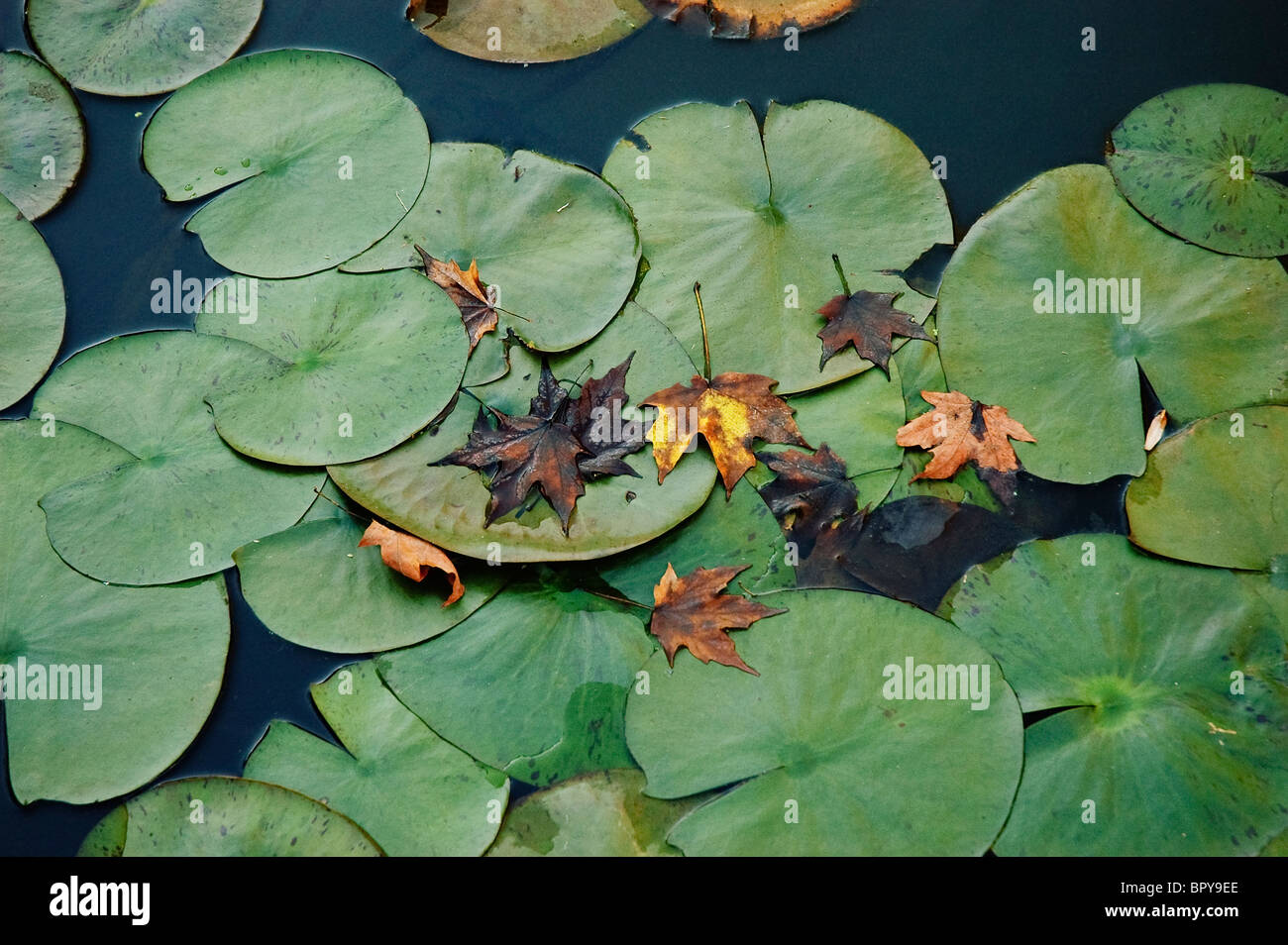 fall leaves on lily pads in garden at Keathley home at Cannon Carriage Driving Center Woodbury Tennessee Stock Photo