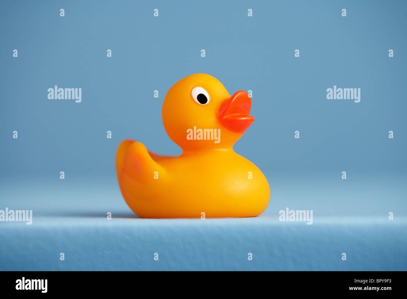 Yellow rubber duck on blue Stock Photo - Alamy